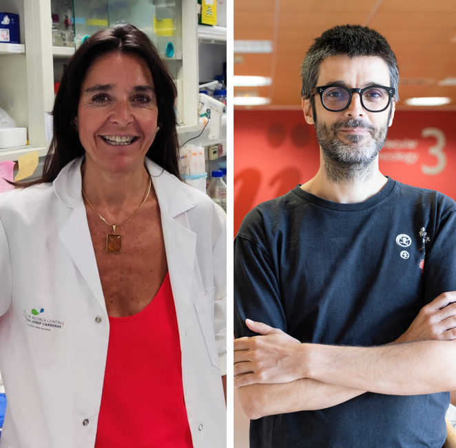 Researchers of the Josep Carreras Institute create a model of childhood leukemia through gene edition